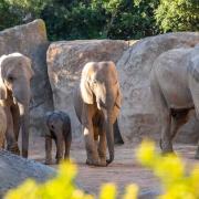 Promoción especial de noviembre en Bioparc València